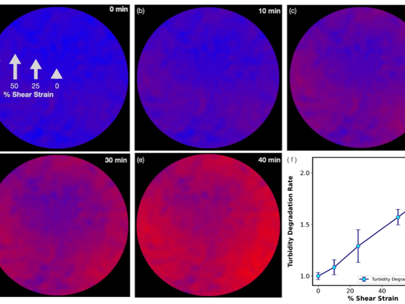 A circular fibrin gel viewed from below as plasmin degrades it under radially varying shear strain (zero at center, 75% at edge); the outer ring turns red (degraded) by 30–40 min while the strain-free center remains blue (intact). Panel f: turbidity decay rate rises roughly linearly with shear strain.
