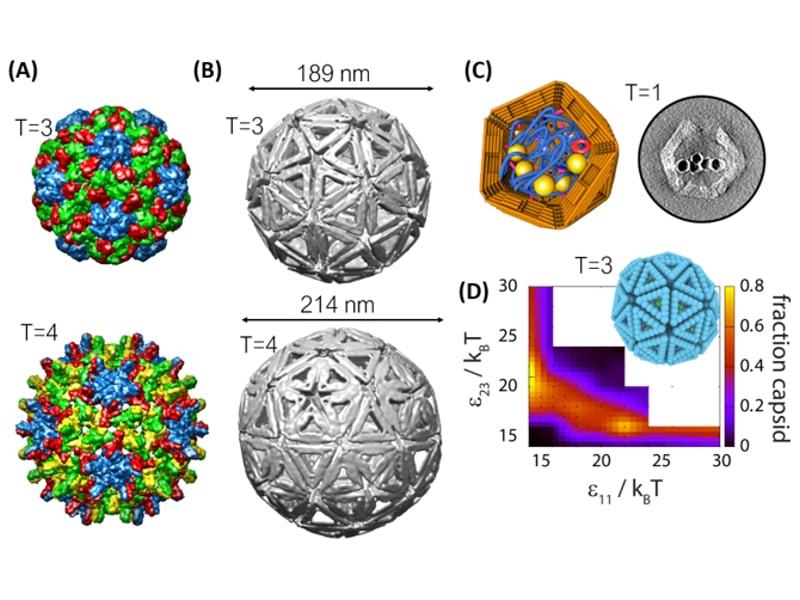 (A) Structures of icosahedral virus capsids, where T is the number of distinct local symmetry environments (indicated by color). (B) Cryo-electron microscopy reconstructions of DNA origami capsids. (C) (right) TEM tomogram of an origami capsid assembled around a DNA molecule labeled with gold nanoparticles. (left) Schematic of the structure. (D) Prediction of the yield T=3 capsid yield as a function of subunit-subunit interaction strengths that drive dimer formation (e11) and pentamer formation (e23), from Langevin Dynamic simulations.
