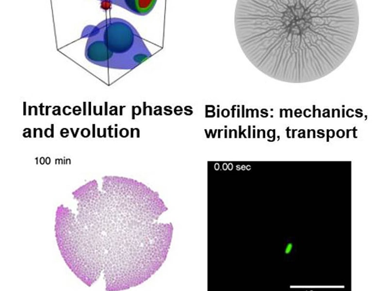 Image of polymeric phases central to observed responses at different length scales