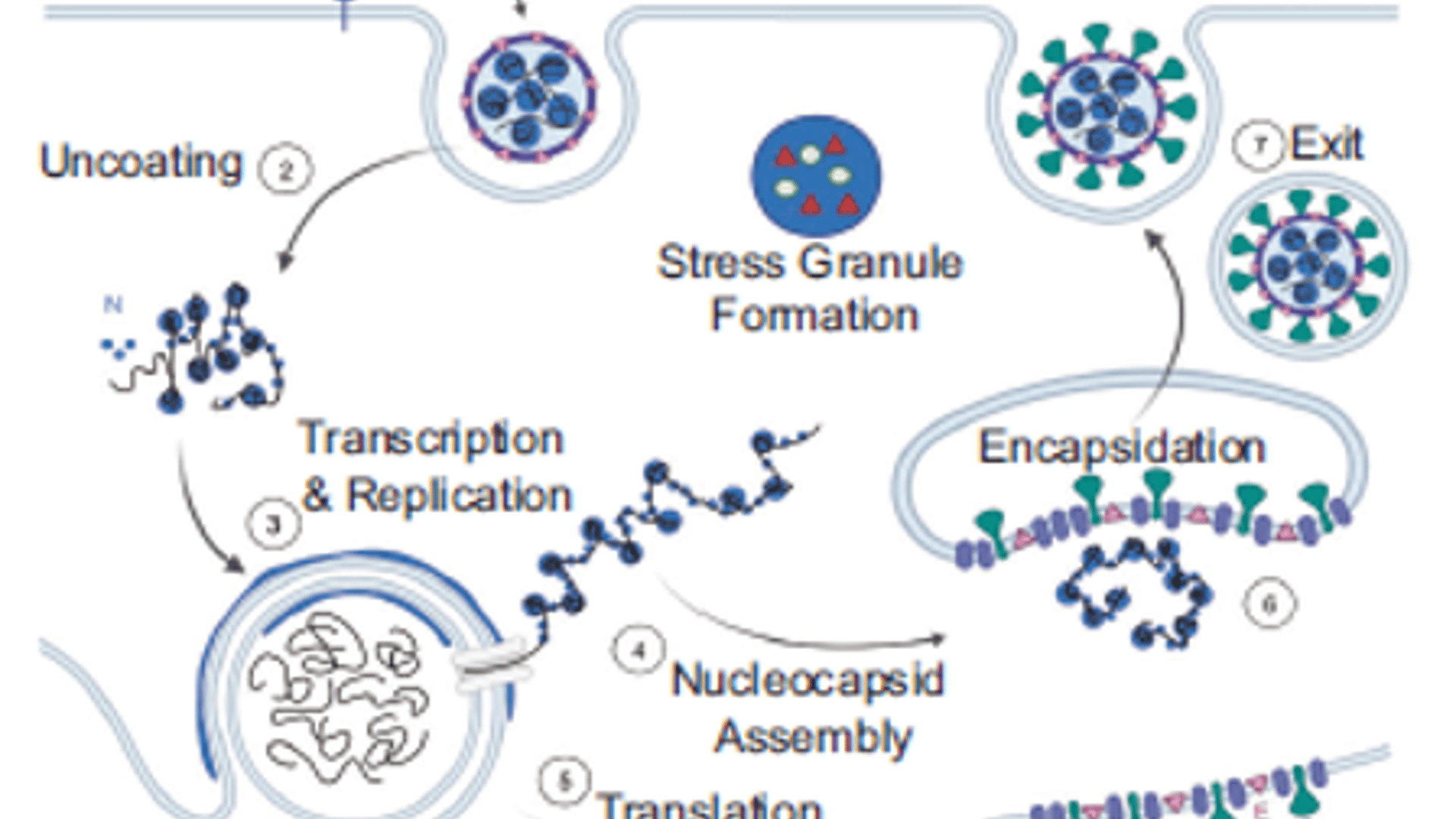 Dmref Understanding Potential Therapeutic Targets for COVID Infection · DMREF