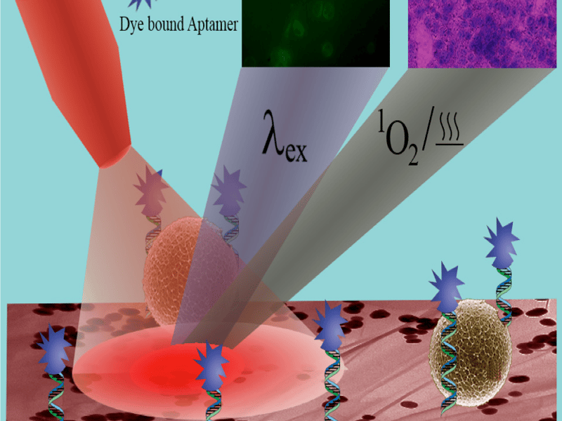 Hybrid Graphene Oxide Can Capture and Identify Rare Cell Selectively
