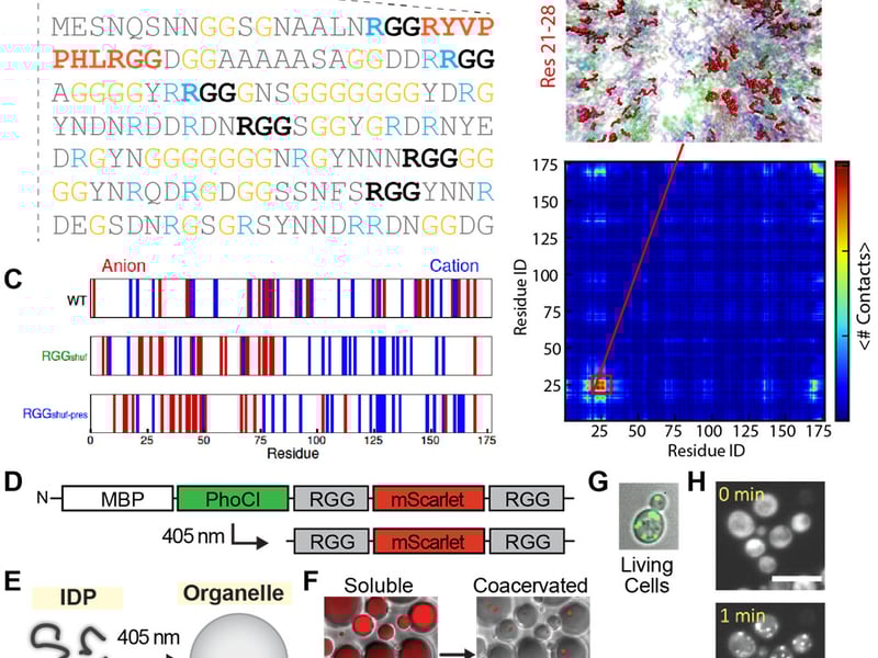 Fig. 1. A. Sequence of disordered RGG domain of Laf-1. B. Coarse-grain simulations identifies hydrophobic motif 21-28 that self-associates for condensation. C. Re-design of charge partitioning tunes phase behavior. D-F. Photocleavable RGG construct undergoes soluble to condensed transition upon 405 nm illum. G-H. Expression and optically induced condensation construct (D) in a model single cell system.
