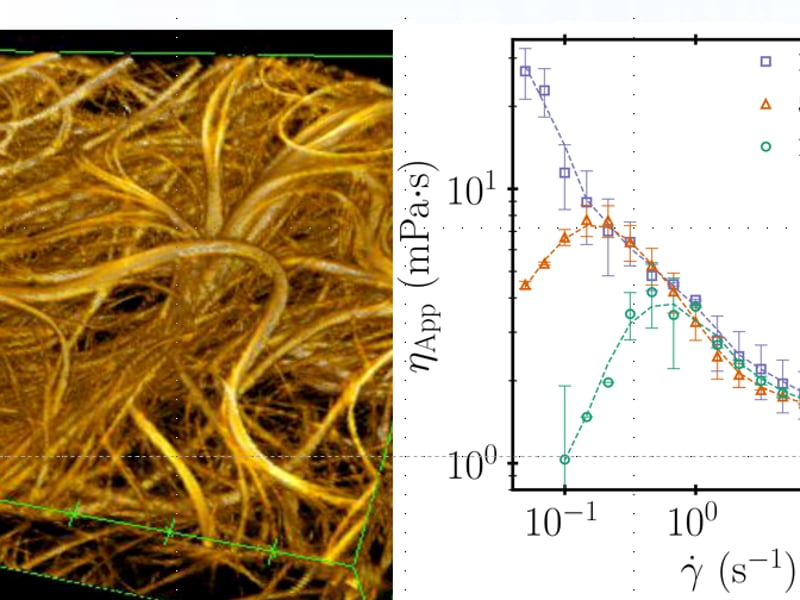 Structure and rheology of active gels: (left) A confocal reconstruction of an active gels composed of continuously rearranging extensile microtubule bundles that is driven by continuous input of energy through the motion of molecular motors. (right) Effective viscosity of a microtubule based active gels for three different ATP concentrations which controls the speed at which kinesin motors slide microtubules apart. The dashed lines represent a molecular model that explains the peak in the sample viscosity  without any adjustable parameters.