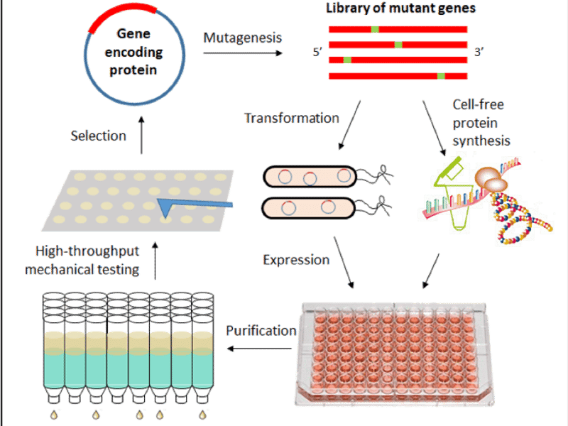 A schematic of the directed evolution pathway that holds promise for accelerating the discovery and design of new materials.
