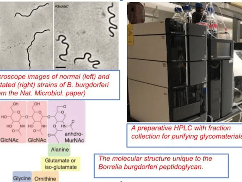 GlycoMIP and a Novel Peptidoglycan Structure in Lyme Disease