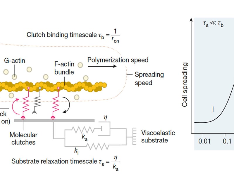The molecular clutch model (top) of mechanotransduction explains the effect of matrix viscoelasticity on cell spreading. Simulations predict optimal cell spreading when the timescale for stress relaxation (τs) is similar to the clutch binding timescale (τb).