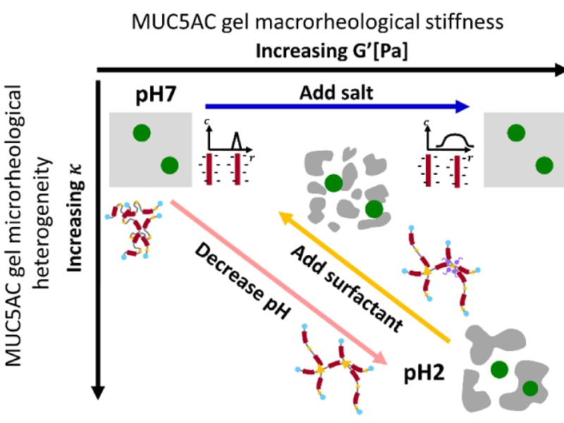 Figure 1: The stiffness of mucus can be modified by targeting different associative groups on the mucin molecules. By performing both micro- and macro-rheological measurements on these gels, additional insight into the structural rearrangements leading to the observed differences in the bulk mechanical properties (such as heterogeneity) can be inferred.
