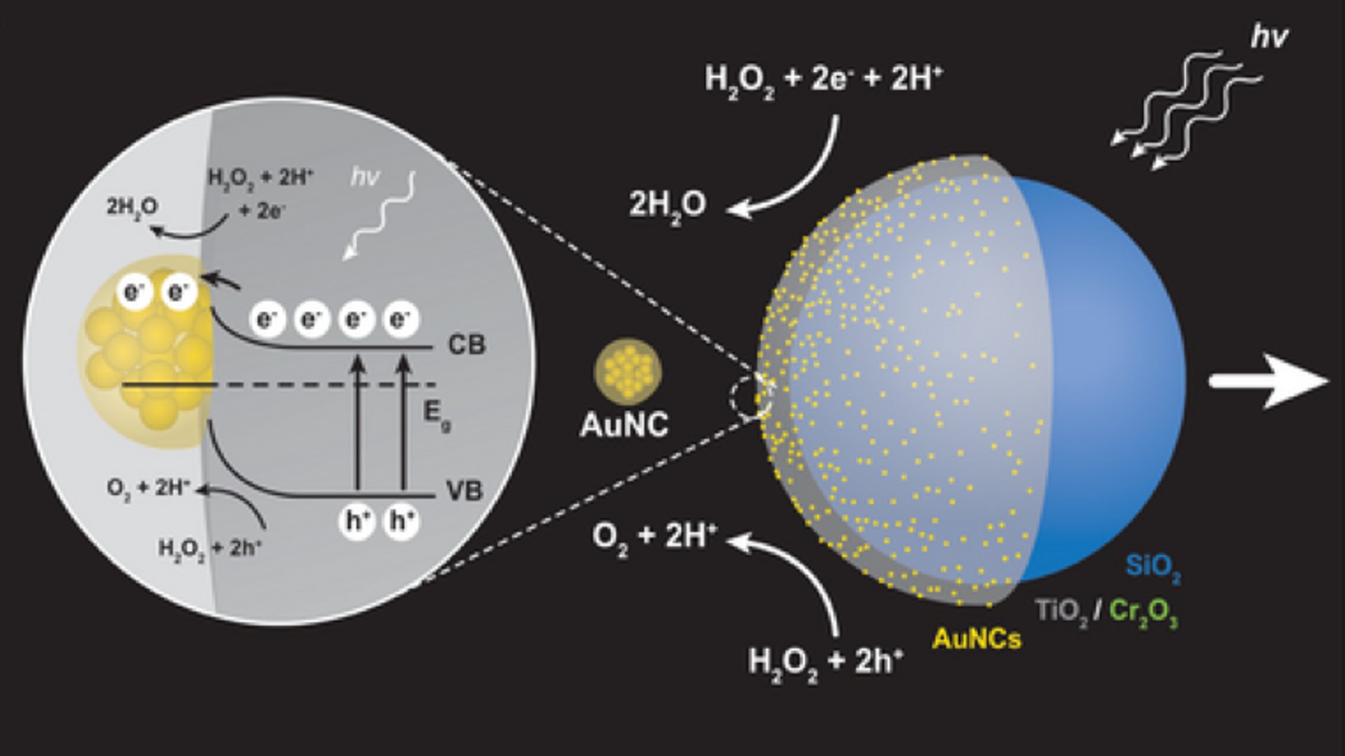 Under UV light in a hydrogen peroxide solution, microswimmers coated with titanium dioxide (TiO₂) and chromium(III) oxide (Cr₂O₃) and atomically precise gold nanoclusters (AuNCs) generate separated charges on their surface that drive chemical reactions and create a net push, propelling the particle in a preferred direction.