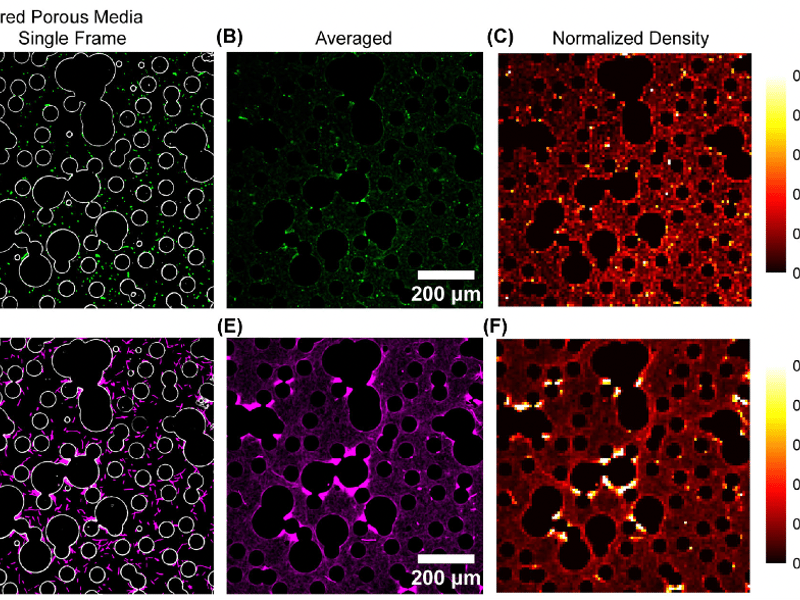 Top row (A-C): short bacteria (~4 µm) in a disordered porous medium distribute almost uniformly. Bottom row (D-F): the same strain induced to elongate (~10 µm) accumulates sharply along pillar surfaces, with the density map (F) showing bright bands at concave dead-end regions where long cells become stuck. The contrast suggests a passive filter that sorts cells by length and shape.
