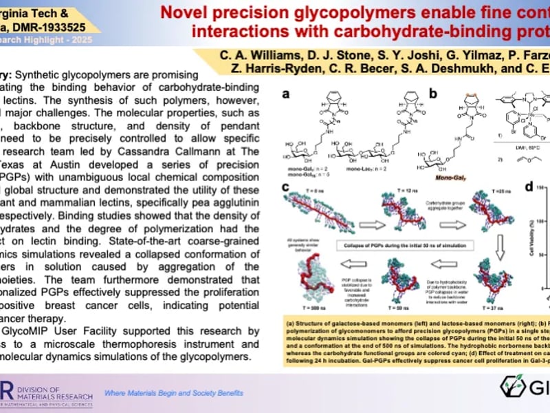 Novel precision glycopolymers enable fine control over interactions with carbohydrate-binding proteins