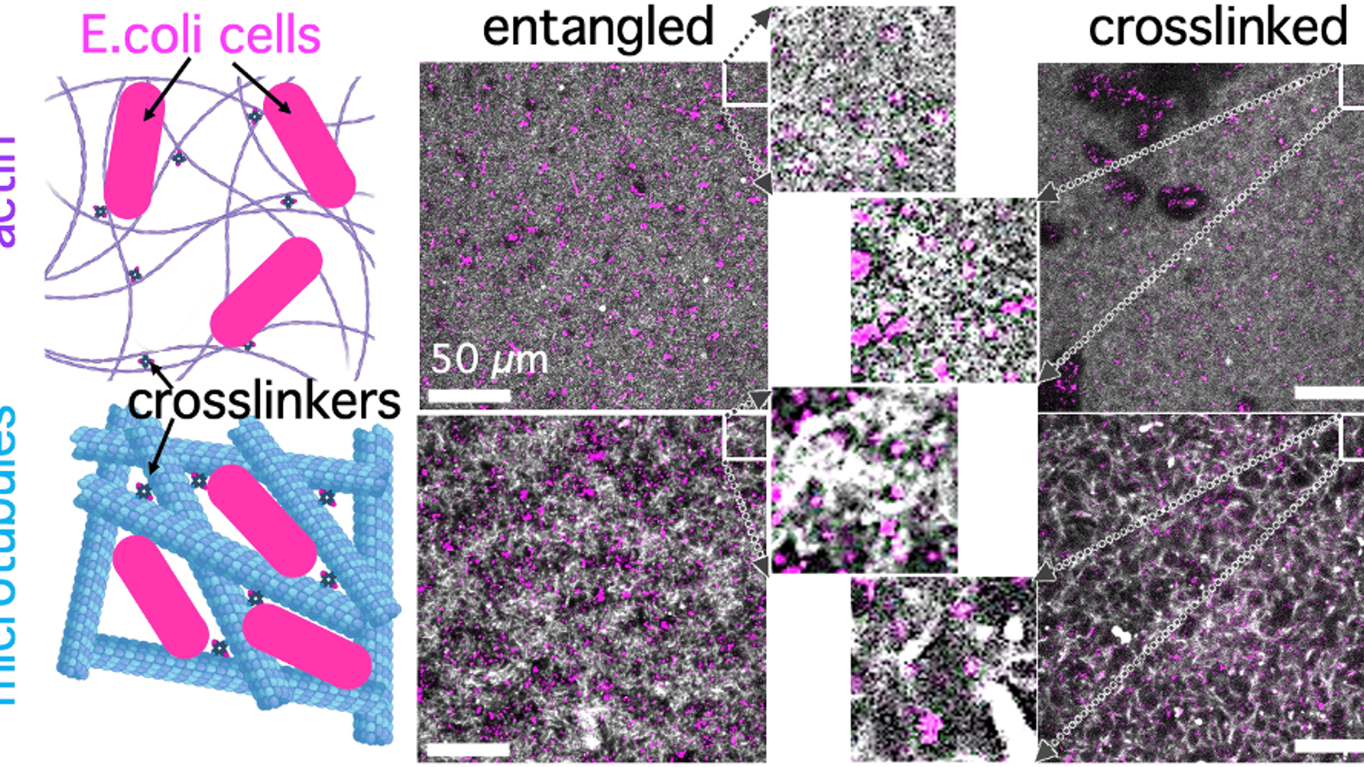 Dmref Rigidity Governs Entrainment of Bacteria Cells in Biopolymer Scaffolds ...