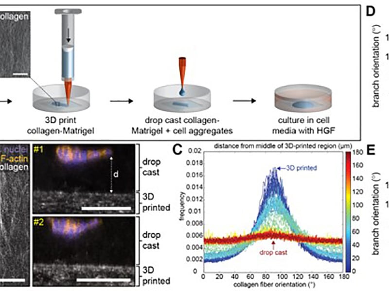 3D-printing aligned collagen reveals that this scaffold does not direct mammary gland branching.