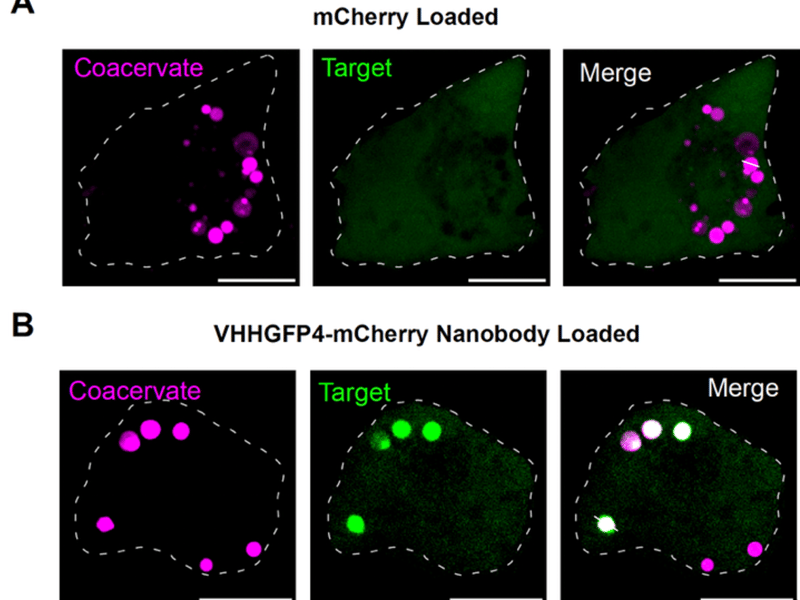 Peptide coacervates loaded with the VHHGFP4 nanobody recruit a cytosolic GFP target inside cells. Top row: coacervates loaded with mCherry alone (no nanobody) appear as magenta particles, and the GFP target remains diffuse in the cytosol (no green signal at particles). Bottom row: coacervates loaded with the VHHGFP4–mCherry nanobody concentrate GFP onto the particle surface, producing colocalized magenta + green (white in the merge). Scale bars 10 µm.
