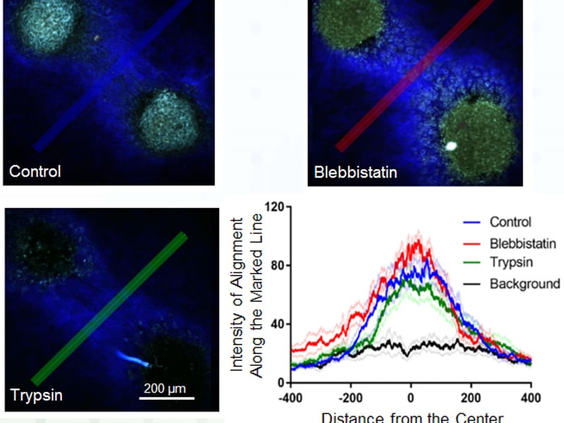 The plastic deformation of collagen fiber networks was assessed using fibroblast cell spheroids on collagen fiber networks. Second harmonic generation (blue) was used to quantify the persistence of fiber alignment between a pair of cell clusters (green). Persistence of fiber alignment was observed after cellular contractility was abolished using treatment with blebbistatin or trypsin.