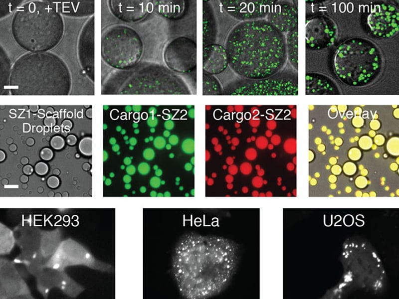 Figure. A. Formation of synthetic membraneless organelle-like materials via self-assembly of an intrinsically disordered protein (IDP).  B. Protease triggered assembly in cell-like compartments. C. Dual cargo recruitment to protein droplets in vitro. D. Expression of RGG scaffold to form membraneless organelles in living cells.