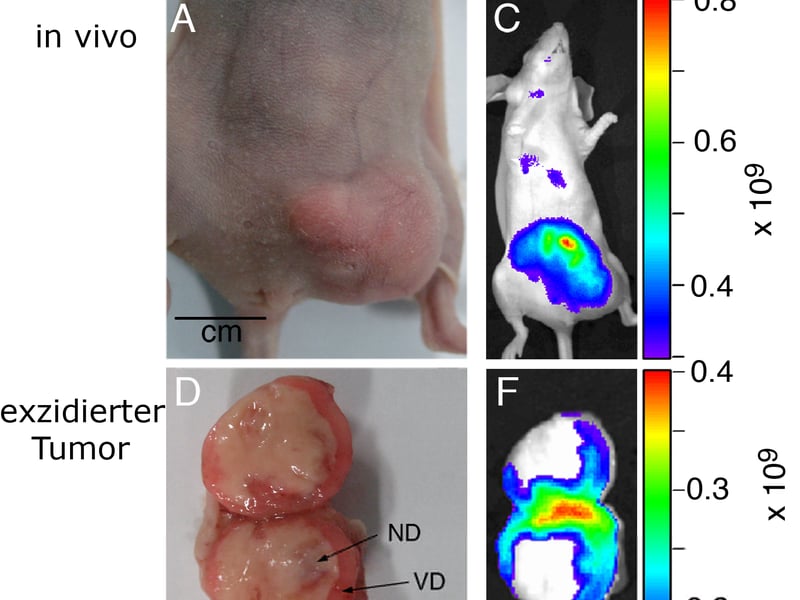 Fluorescence imaging locating a tumor in a mouse, shown in the animal and after removal. Image by Goldshaid et al. via Wikimedia Commons, CC BY-SA 2.0.