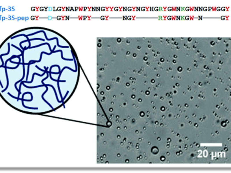 Mfp3-2S-pep is a mimic of the actual mussel-foot protein that helps mussel adhesion (sequences displayed at the top). This mimic undergoes single component coacervation, thereby enhancing adhesion.