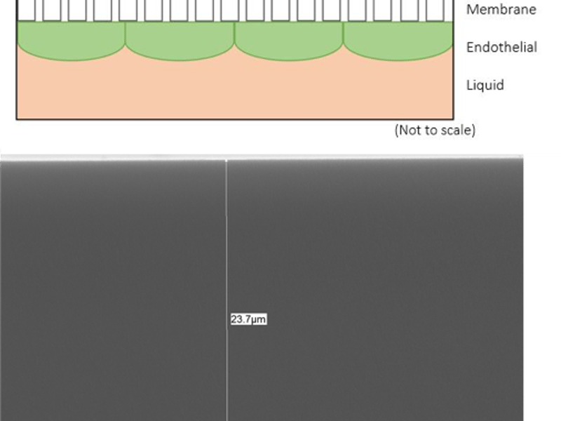 Building a sample platform for live cell imaging
