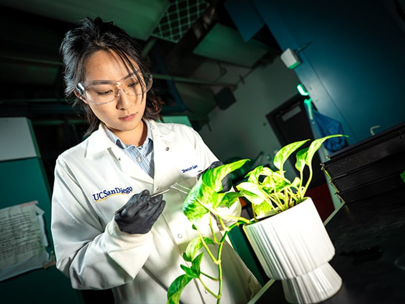 Zhecun Guan, a chemical and nano engineering Ph.D. student at UC San Diego and co-first author on the study, applies a strip of adhesive gel onto a plant leaf. Image courtesy of UCSD. 