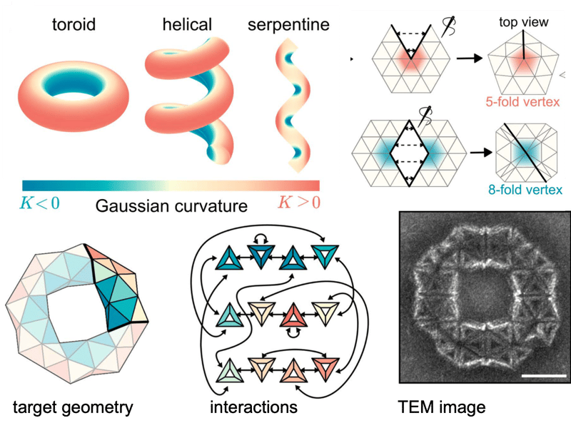 Self-limiting assembly of self-closing curved crystals
