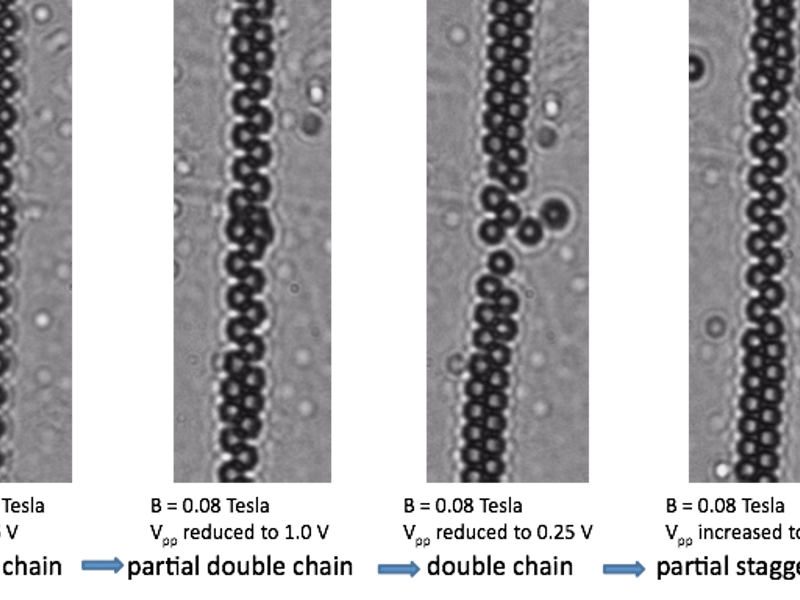 Reversible Behavior in 17nm Fe3O4 Capped Janus Particles