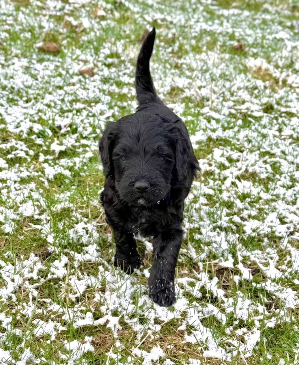 Harley, black & white male Aussie Mountain Doodle mix puppy