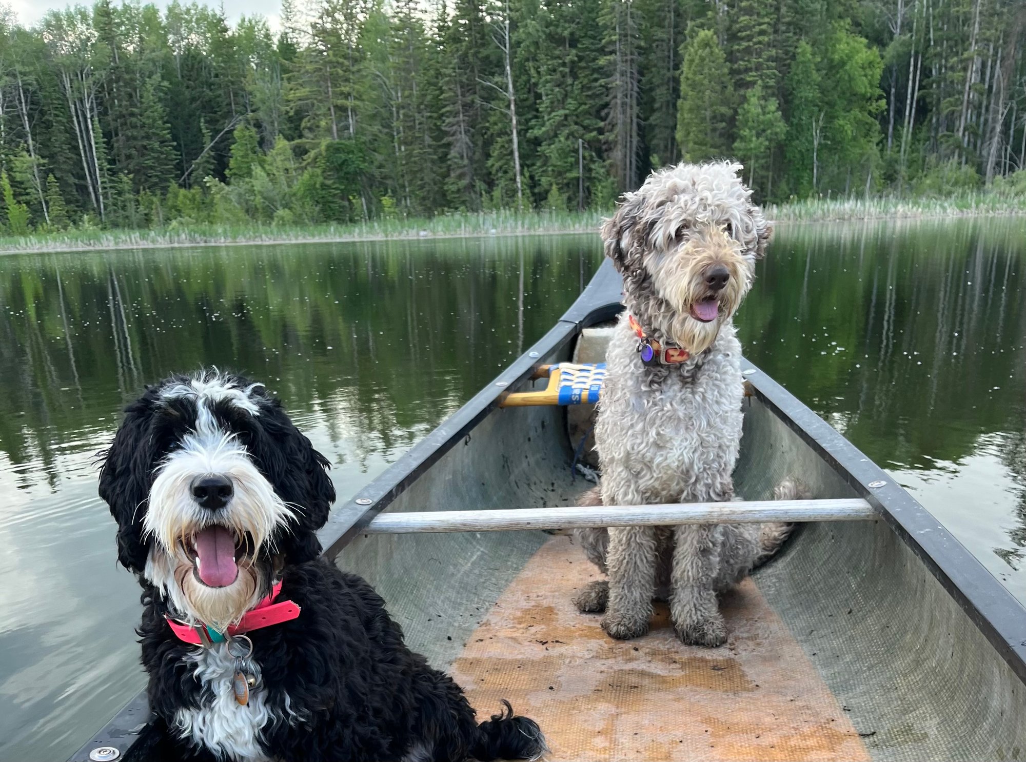 Dad and Mom together in a canoe on the lake, our AussieDoodle sire and Aussie Mountain Doodle dam.