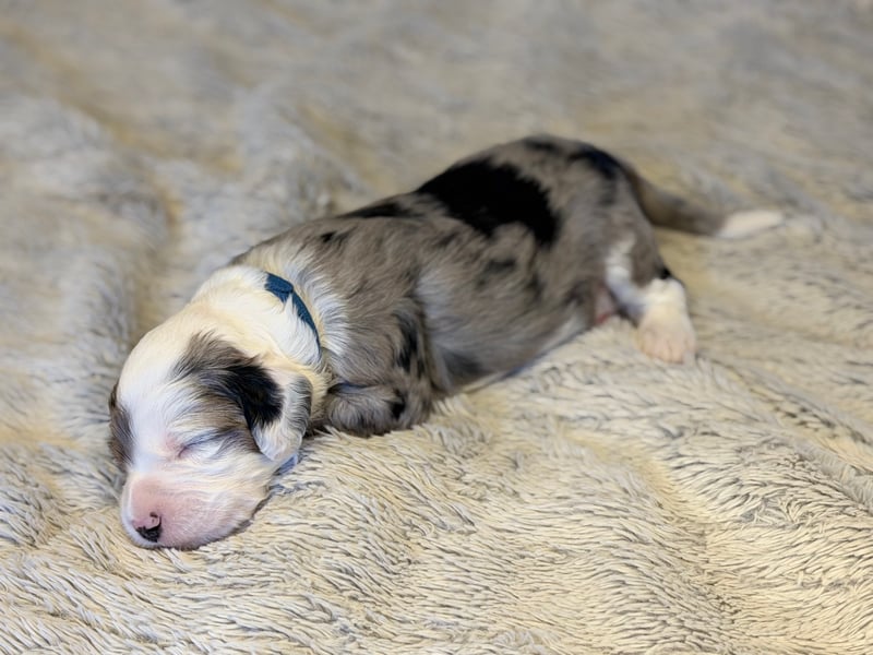 Hank, merle (gray, black, white, brown) male Aussie Mountain Doodle mix puppy