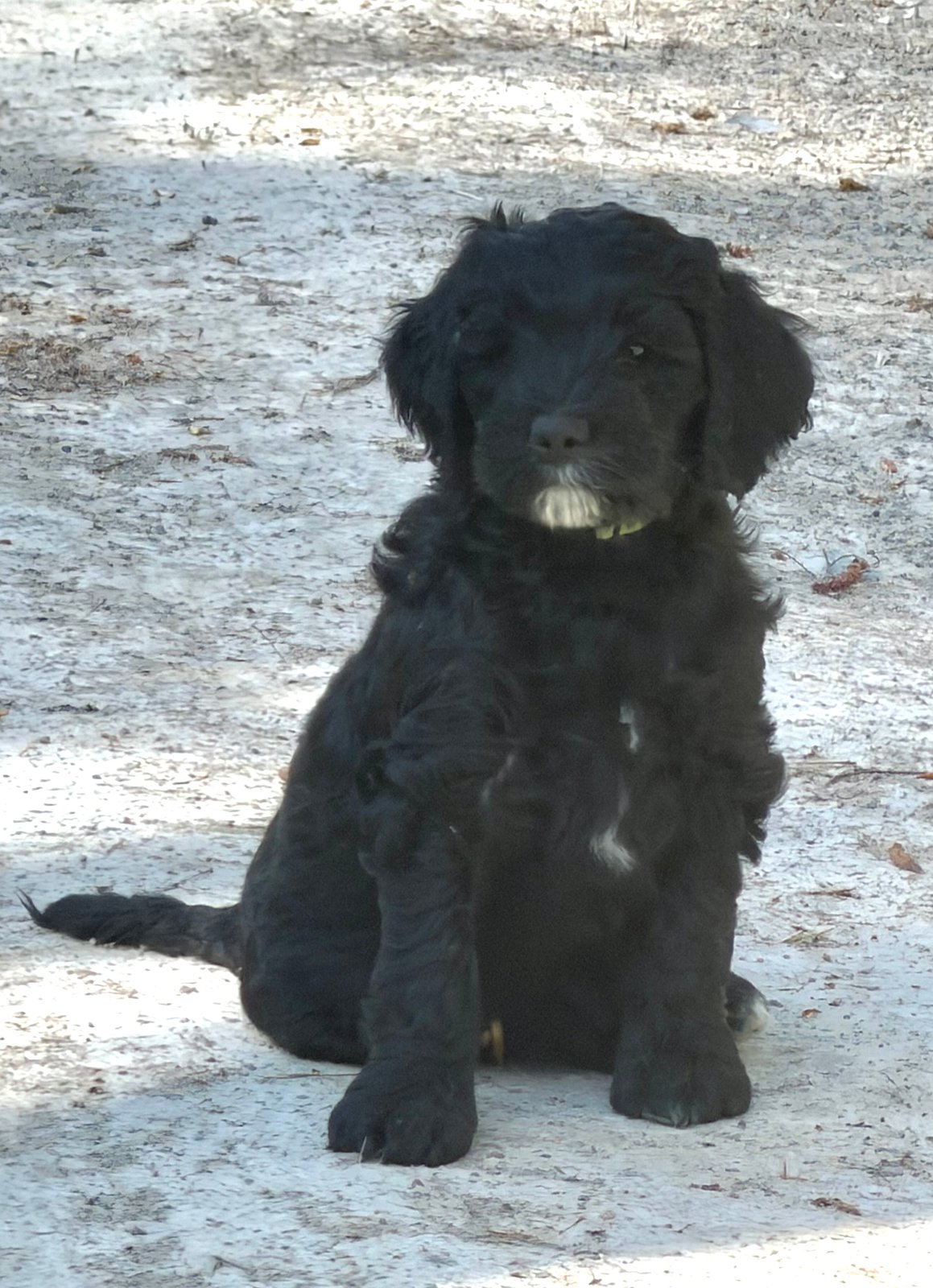 Jack, black & white male Aussie Mountain Doodle mix puppy