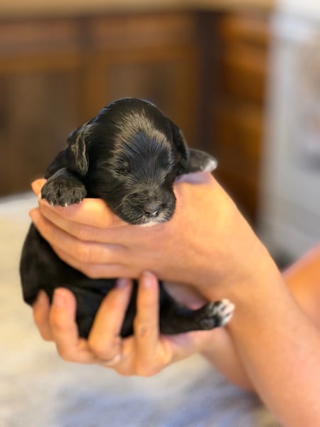 Jack, black & white male Aussie Mountain Doodle mix puppy