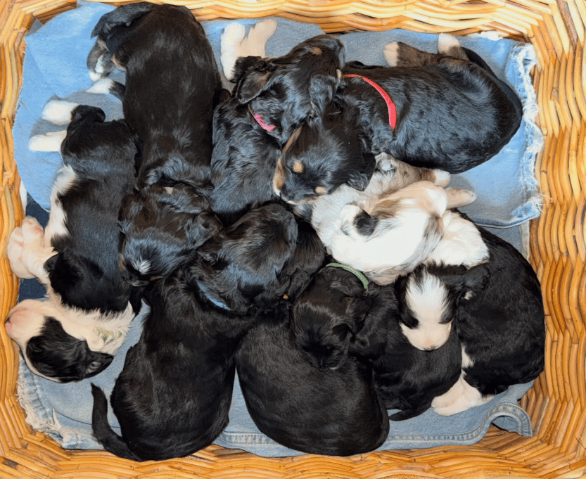 Our litter of Aussie Mountain Doodle puppies together at home in the Flathead Valley.