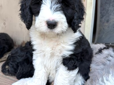 Duke