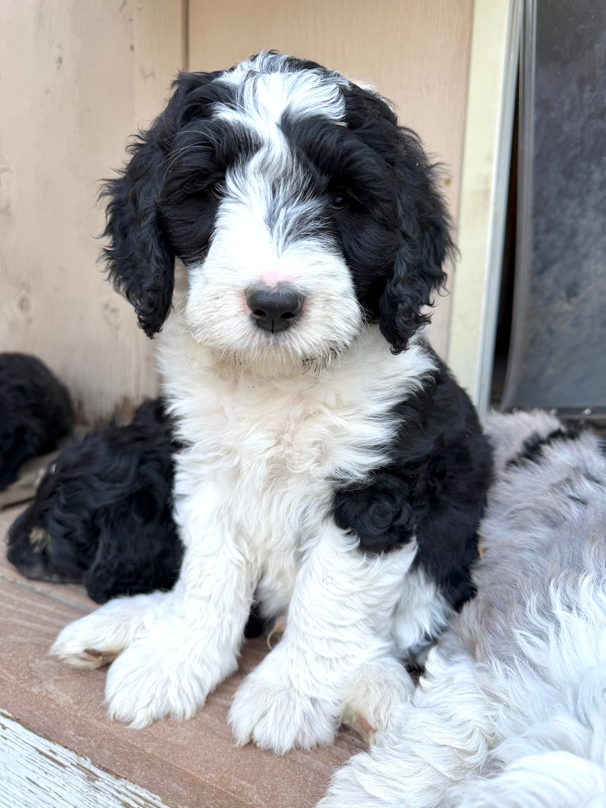 Duke, black & white male Aussie Mountain Doodle mix puppy