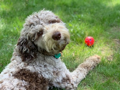 Dad, AussieDoodle, 44 lb
