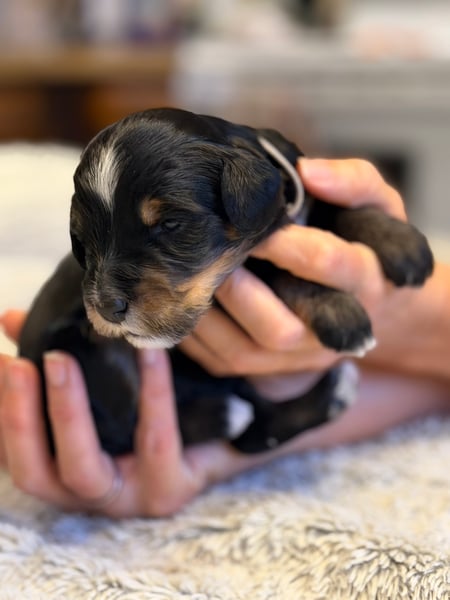 London, tri-color male Aussie Mountain Doodle mix puppy