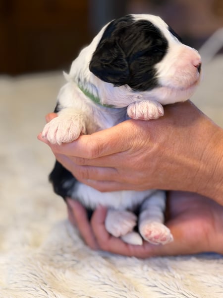 Duke, black & white male Aussie Mountain Doodle mix puppy