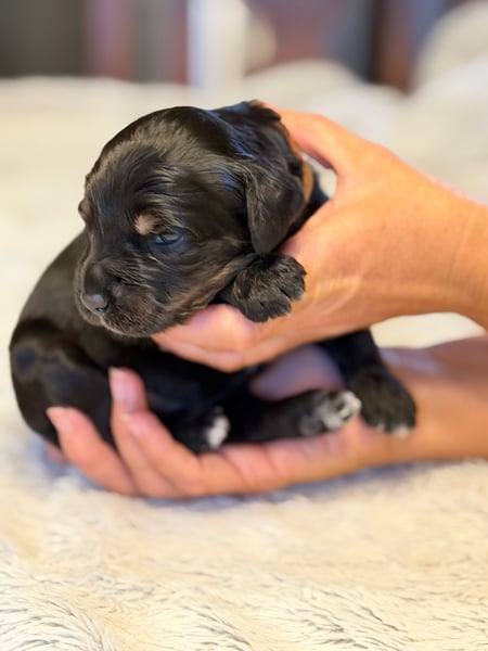 Teddy, tri-color male Aussie Mountain Doodle mix puppy