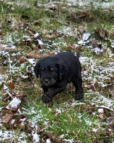 Teddy, tri-color male Aussie Mountain Doodle mix puppy