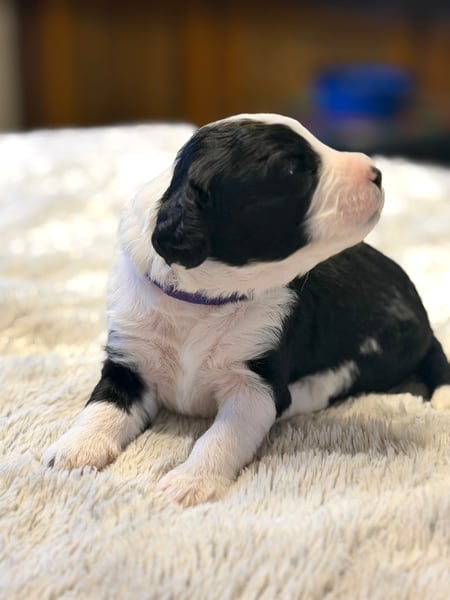 Gerty, black & white female Aussie Mountain Doodle mix puppy