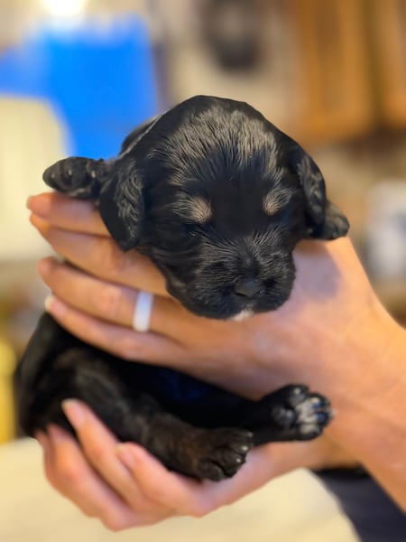 Ruby, tri-color female Aussie Mountain Doodle mix puppy