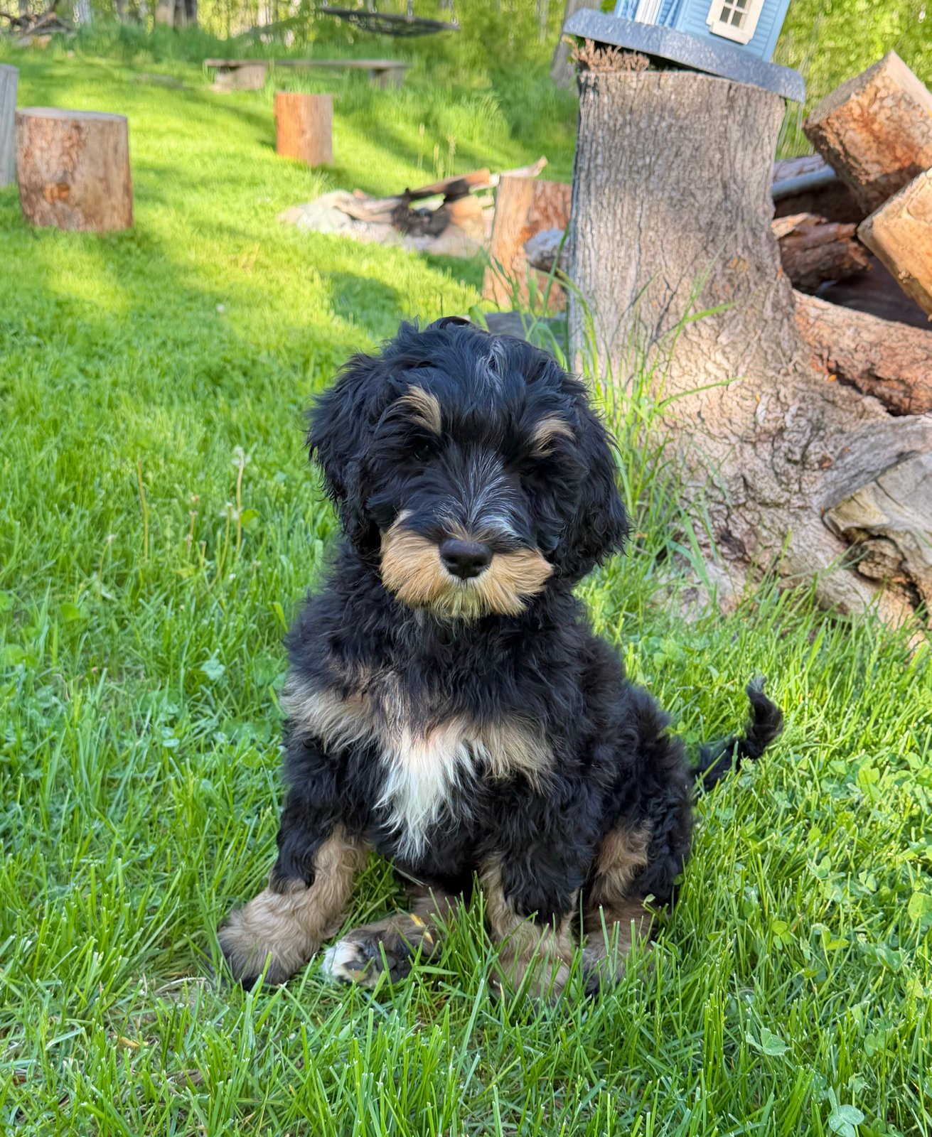 London, tri-color male Aussie Mountain Doodle mix puppy