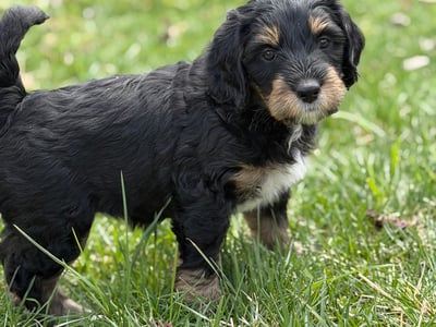 Wanda