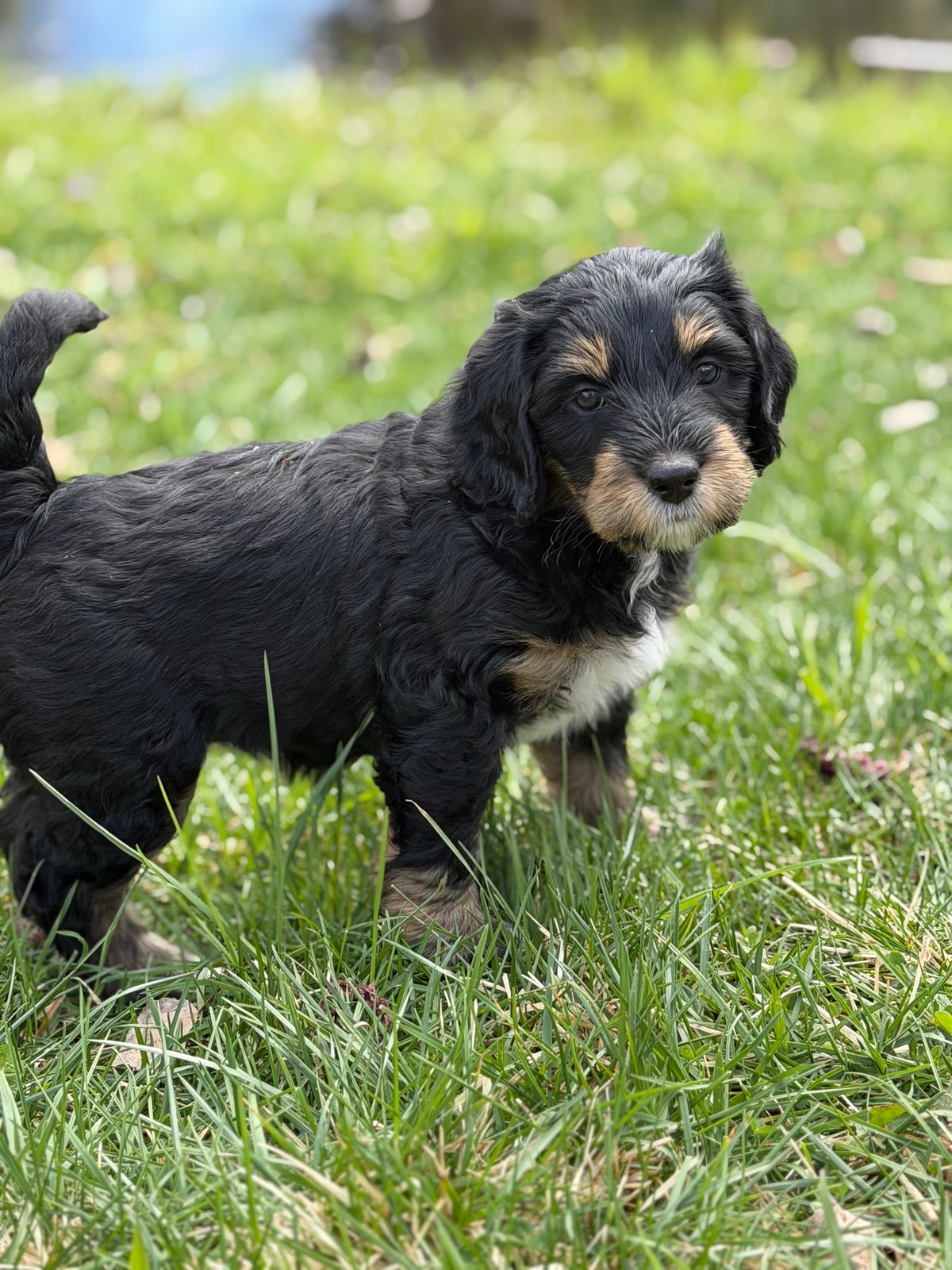 Wanda, tri-color female Aussie Mountain Doodle mix puppy