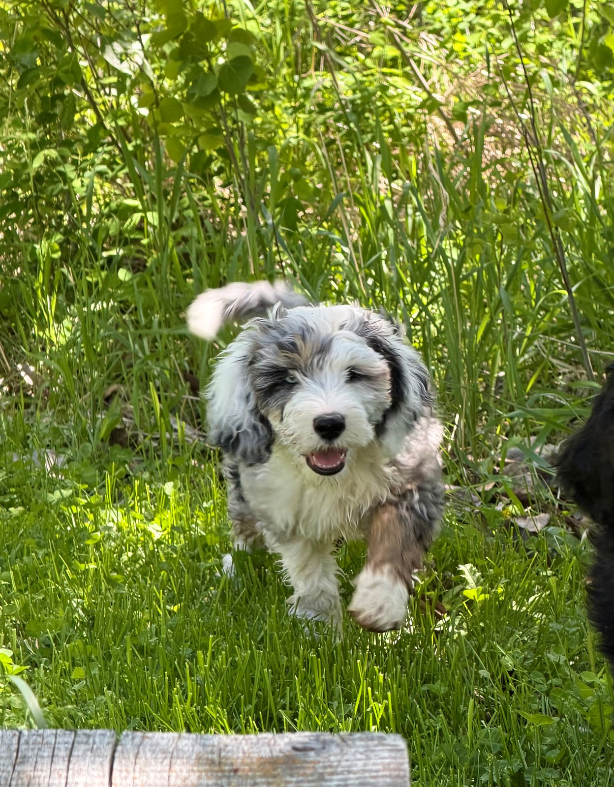 Hank, merle (gray, black, white, brown) male Aussie Mountain Doodle mix puppy