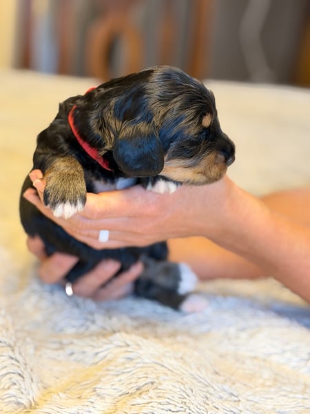 Wanda, tri-color female Aussie Mountain Doodle mix puppy