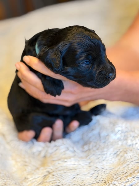 Harley, black & white male Aussie Mountain Doodle mix puppy