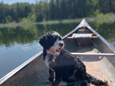 Mom, Aussie Mountain Doodle, 34 lb