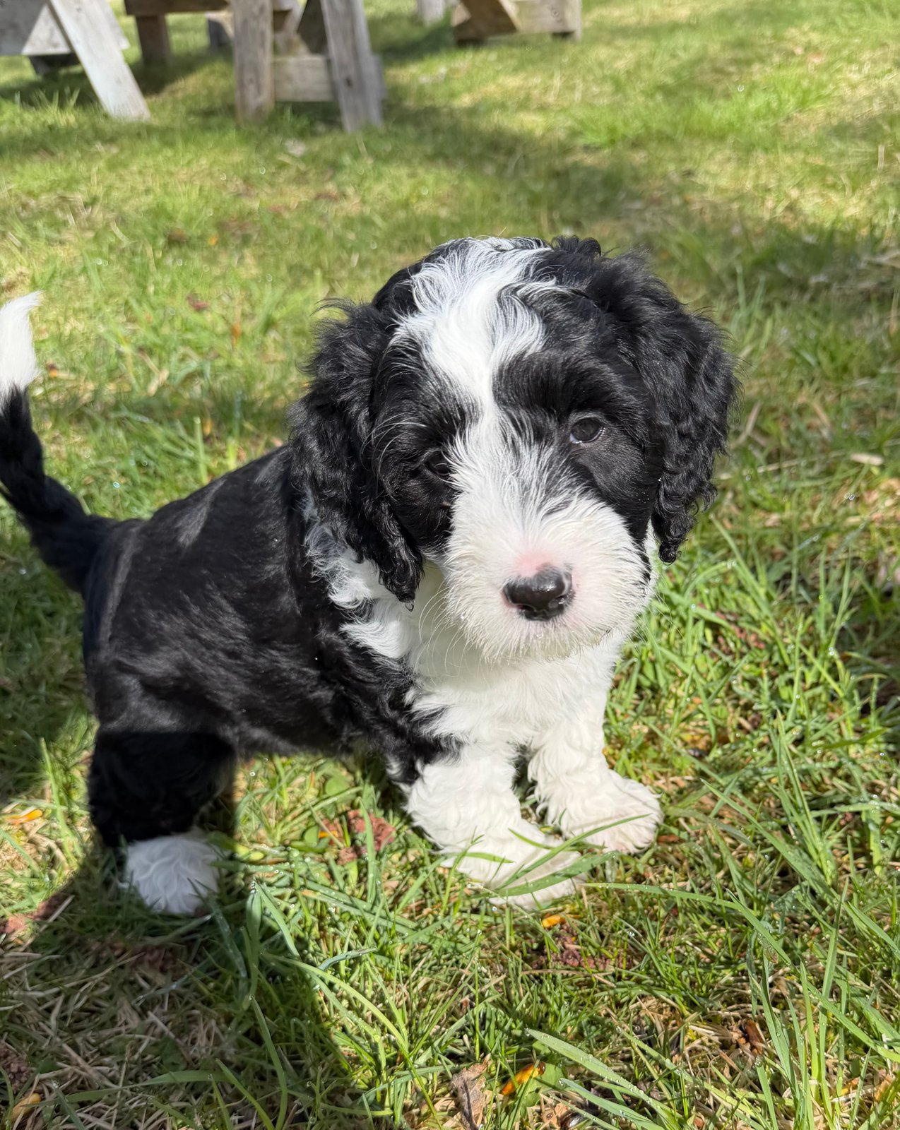 Gerty, black & white female Aussie Mountain Doodle mix puppy