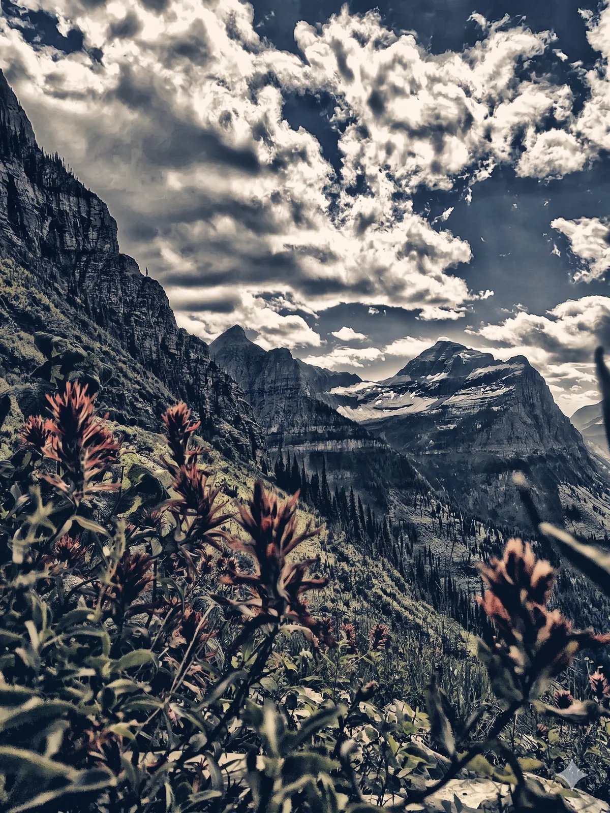 Paintbrush flowers on the Glacier National Park trail