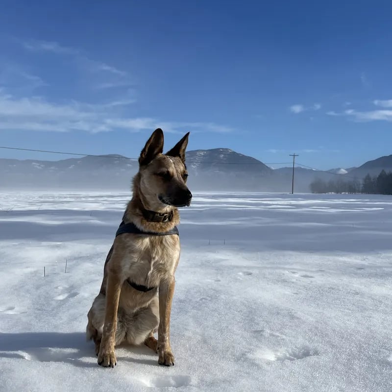 Sinopah sitting in a snow-covered field, Flathead Valley mountains behind